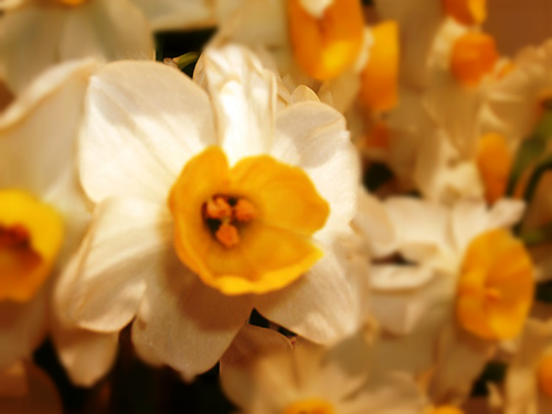 水仙の香りに癒されて＾＾