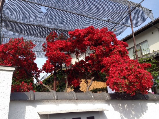 綺麗な花が咲いていました♬