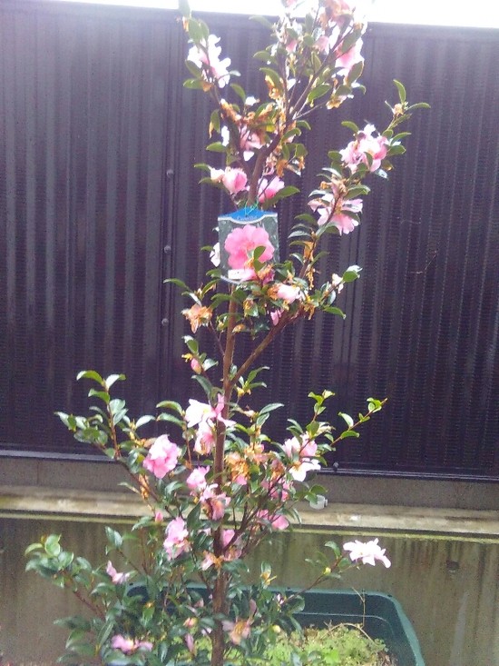 ✰日曜日は雨✰