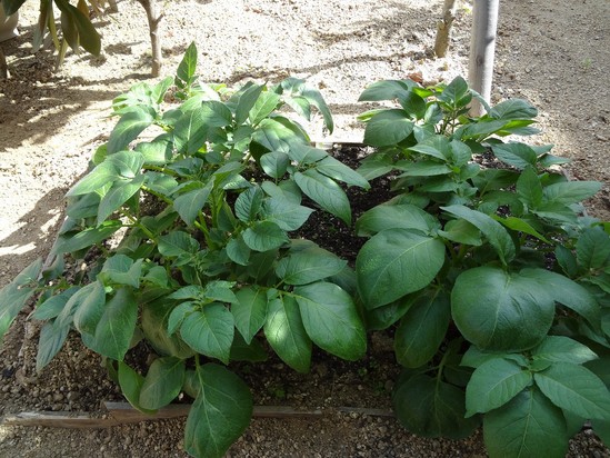 今日の男爵＆おまけ