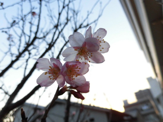 ★デイサービス★　春の訪れ