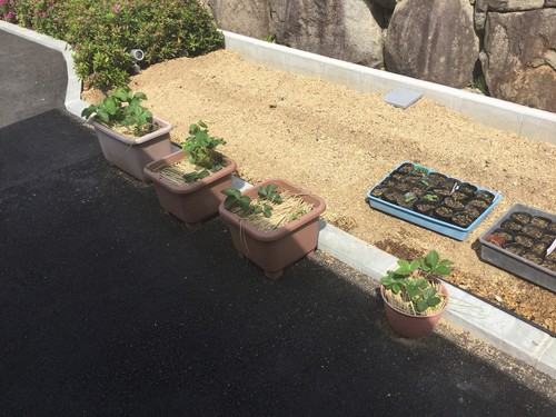 早く大きくなぁれっ！