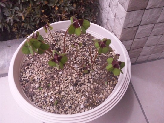 四葉のクローバー。