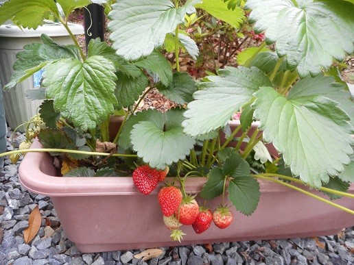 菜園とショウブ