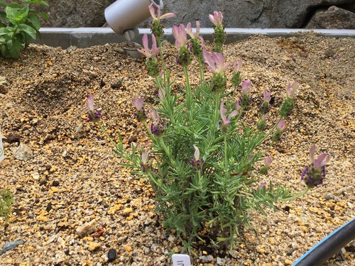 家庭菜園　成長の様子。