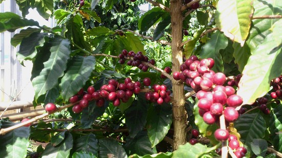 長崎さるく＆グルメ