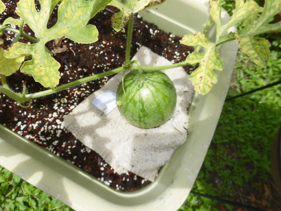 ★デイサービス★　夏野菜