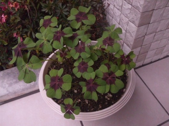 咲きましたよ～。