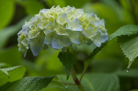 ～初夏の風物詩～