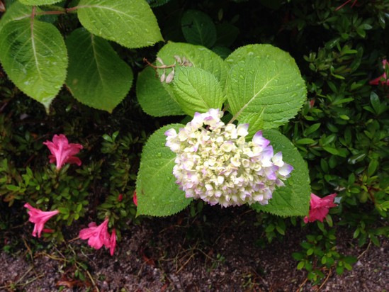 デイサービスの紫陽花が咲き始めました。