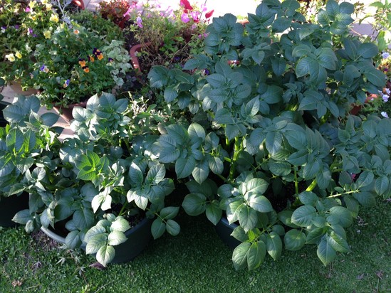 ジャガイモがどんどん成長して来ています。