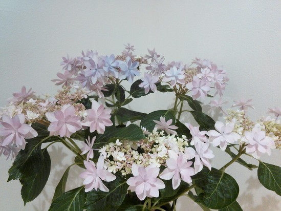 ガクアジサイの色が変わってきました！