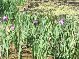 ご近所紹介パートⅡ　栗林公園　菖蒲が見ごろ♪