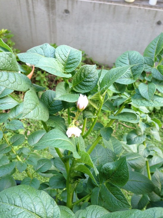 じゃがいもに花がつきました！！