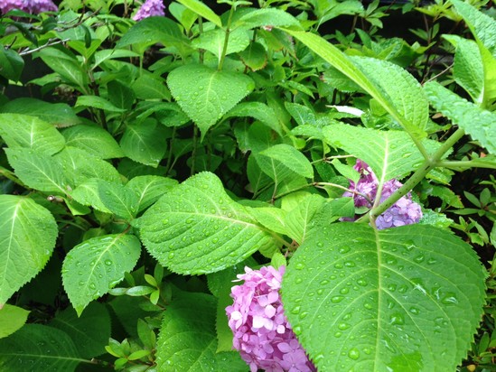 梅雨らしい一枚が撮れました