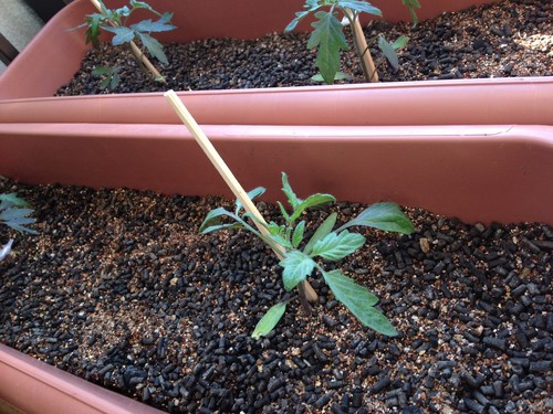 私のかわいい○○たち。。。