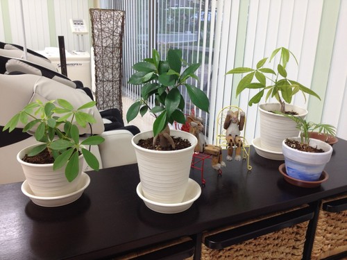 アルファデイ久万の台たより－気分は南国