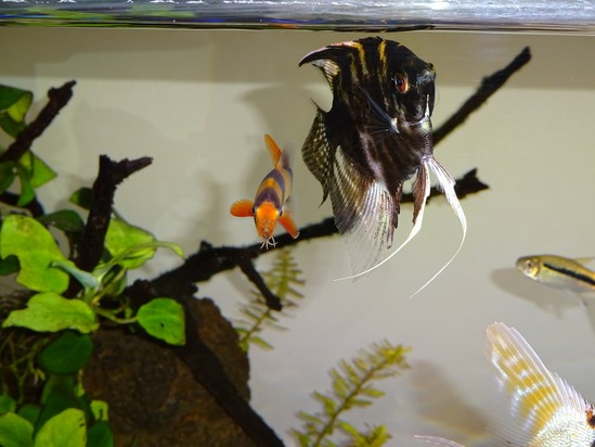 クラウン・クローチの昼寝