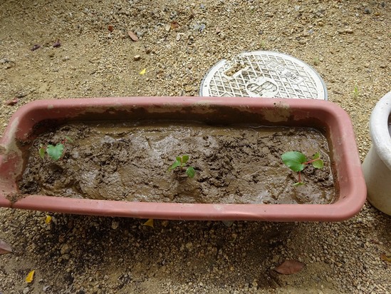 今度の園芸部！