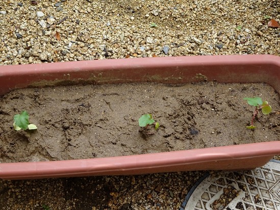 オクラ＆プチトマト