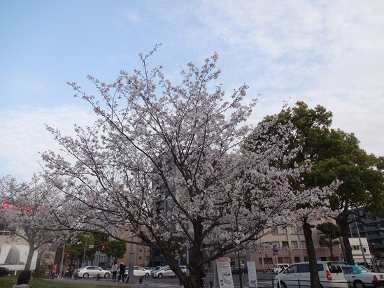 お花見イベント①