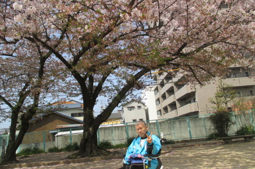 お花見に行きました。。。２