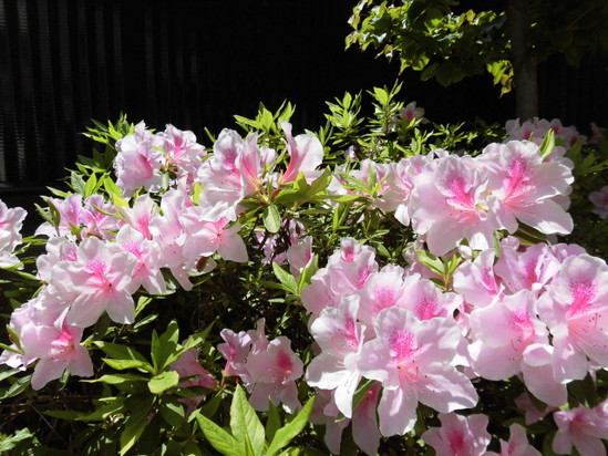 ★デイサービス★　デイの庭