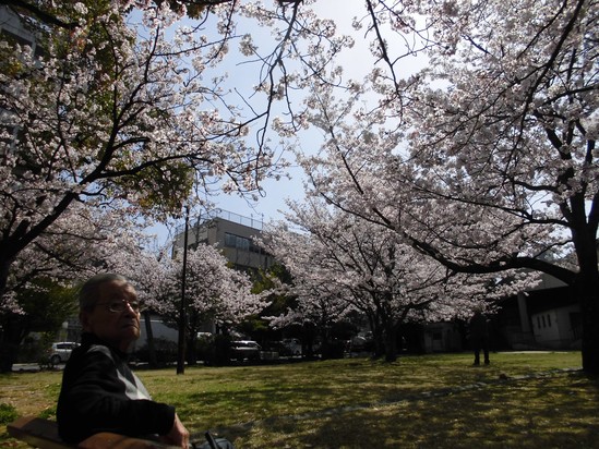 ✿お花見③✿