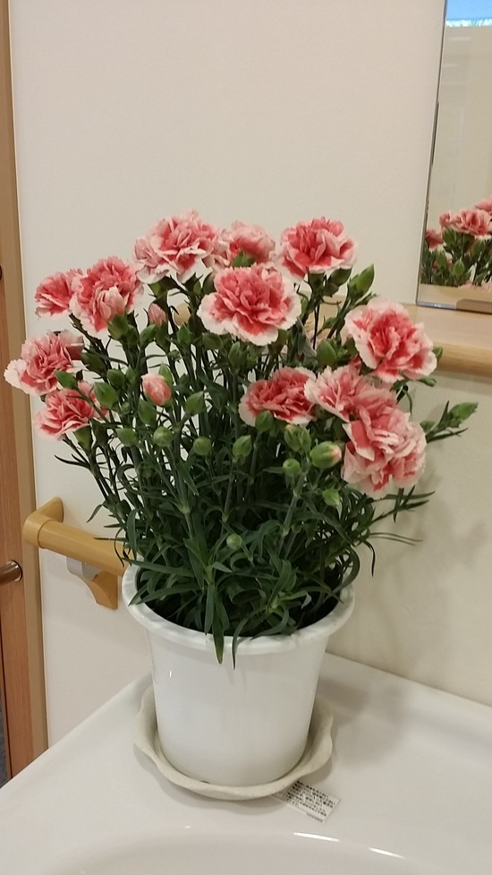 カーネーション