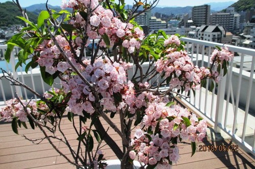 屋上緑化計画発動？