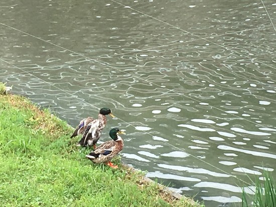 そうめん流し　③