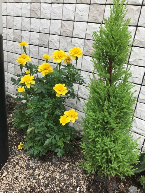 俺の・・・ではなく部長の花壇（笑)♪