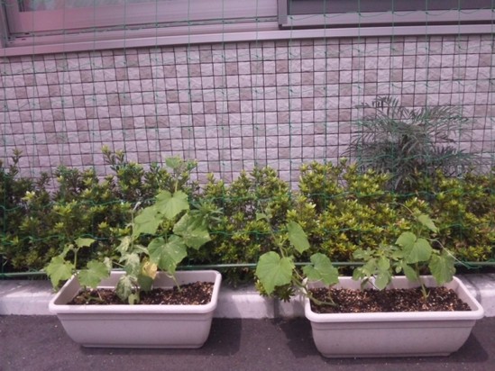 仲間が増えました。