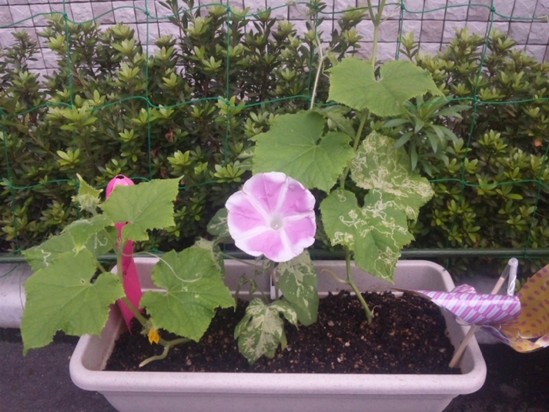 あさがおの花が・・・。