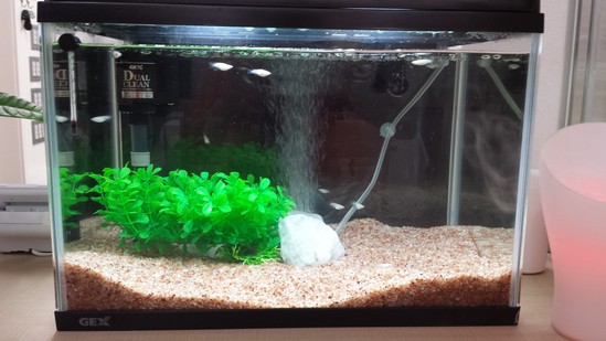 なんと！！　めだかが・・・