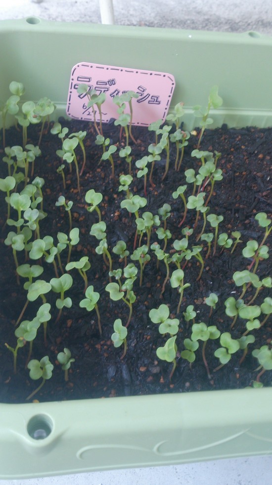 すくすく育ってます！！