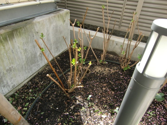 春が来てます。