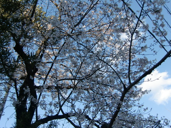 桜