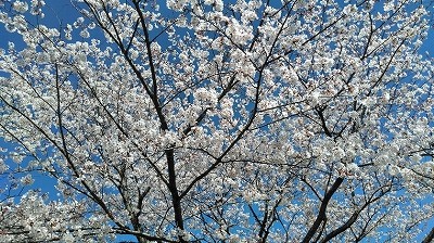 お花見外出～SA・KU・RA～