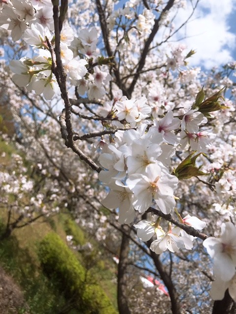お花見写真　追加♪