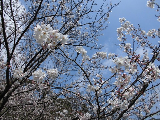 ☆お花見③☆