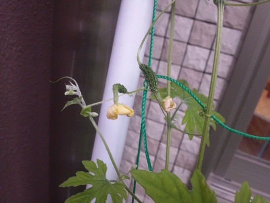 ゴーヤくんっ。