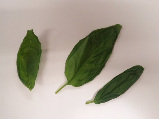 バジル。