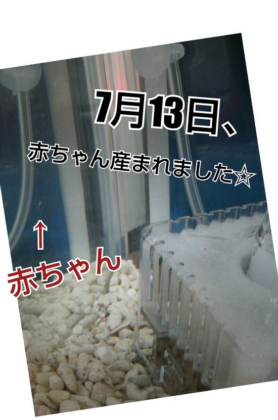 ☆新しい命の誕生☆