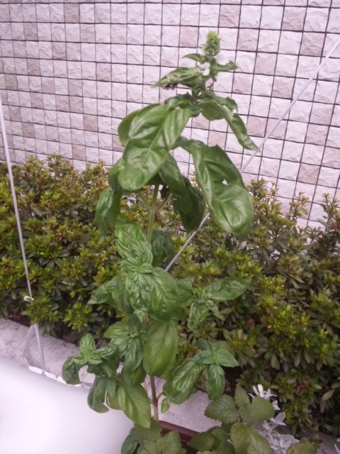 お気に入りの・・・。