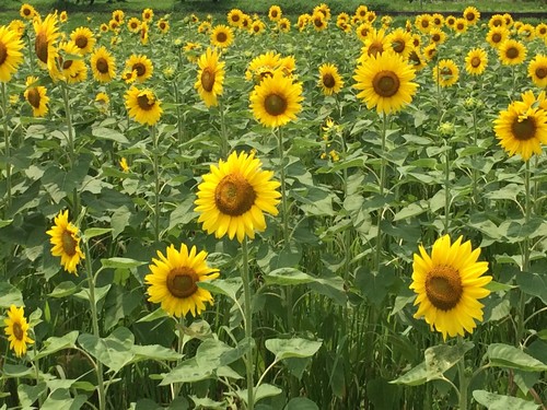 熱中症にはご注意