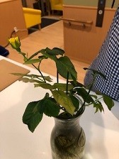 咲きました！！