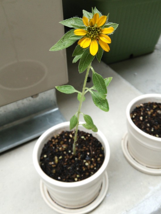 咲きました！！