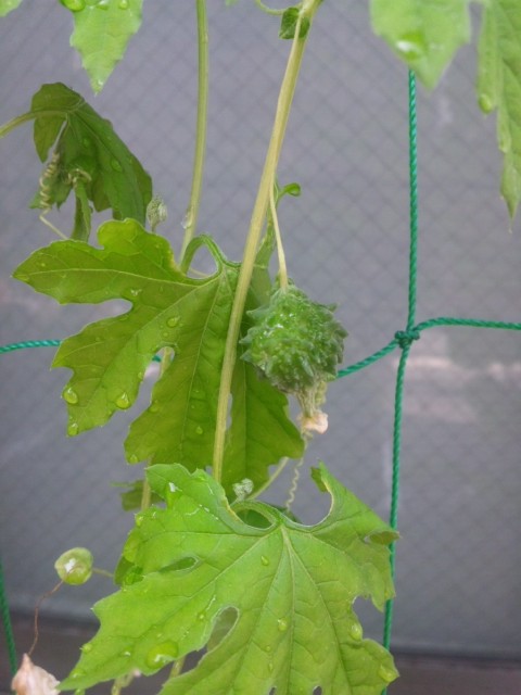 やっぱりかわいいっ(笑)