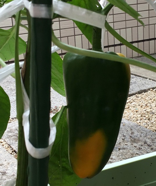 イエローピーマンの色づき